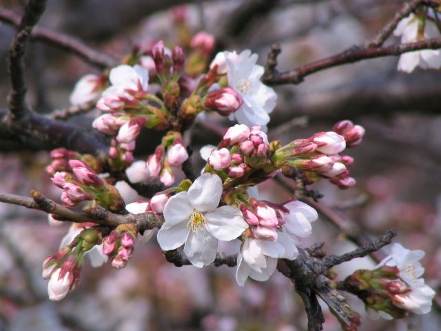 2006/3/26 桜