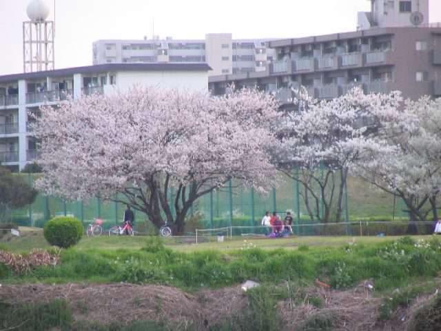 2005/4/9 土 暖かさに誘われ、たくさんの人出