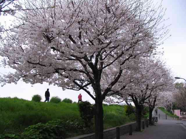 2005/4/10 早朝の桜