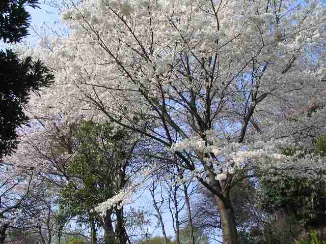 2005/4/8 通勤中、朝の桜