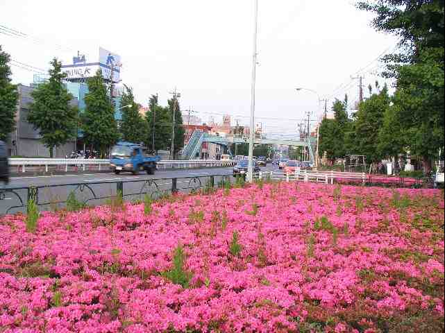 2005/5/28 ツツジかな？