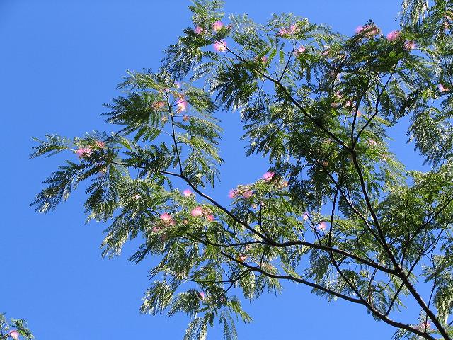 2007/6/16朝の合歓の木