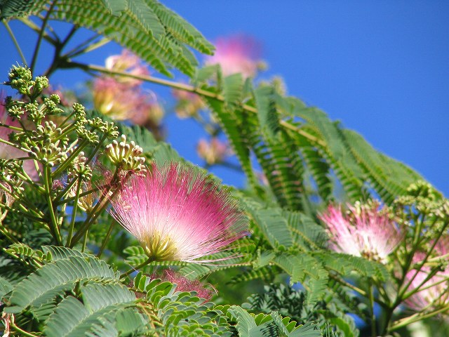 2007/6/16朝の合歓の木2