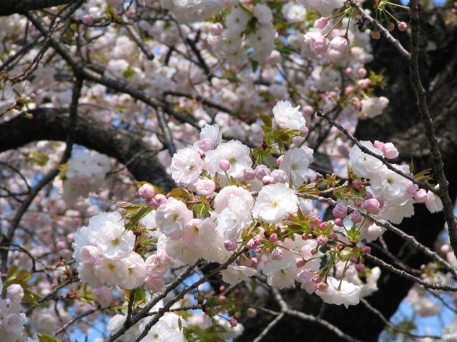 2007/4/8 さくら（芝園近く）