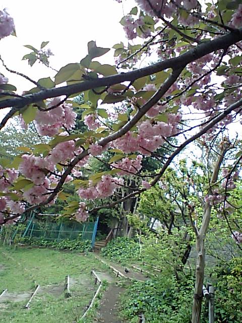 八重桜