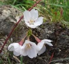 根から咲く桜.jpg