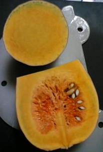 カボチャ断面図