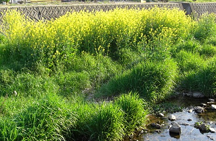 川のなかの菜の花.jpg