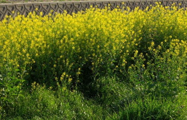 川のなかの菜の花２.jpg