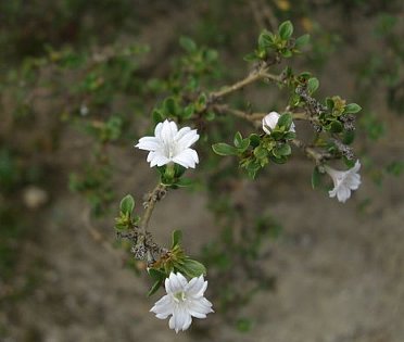 白丁花に。