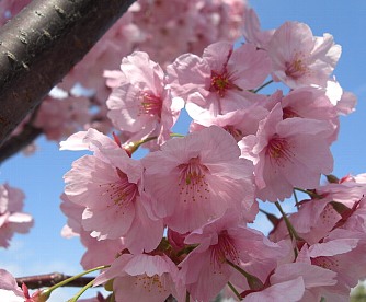 東寺の桜.jpg