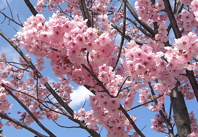 東寺の桜２.jpg