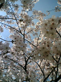５日の桜☆３