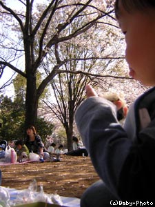 せっかくのお花見だったのに…