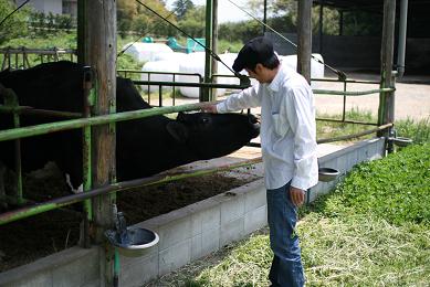 親牛と夫