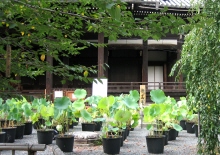 立本寺ー蓮、本堂