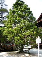 下鴨神社ー媛小松