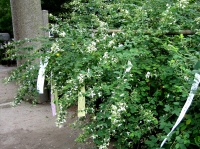 梨木神社ー白萩