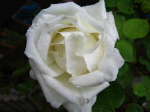 フラウ・カール・ドルシュキ