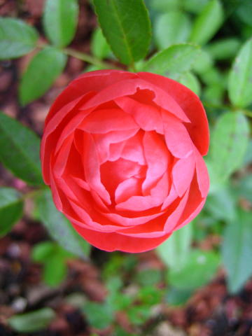 レオニーラメッシュ