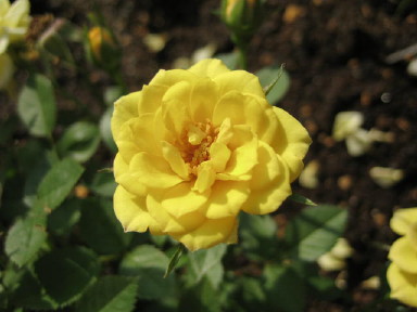 スパイシー・ミニ・ジェット