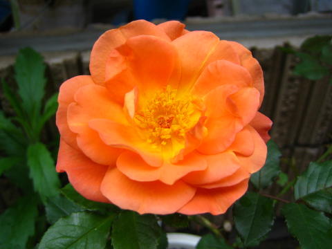 SR ウエスターランド