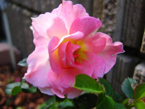 チュチュ　オプティマ