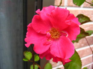 パーマネントウェーブ