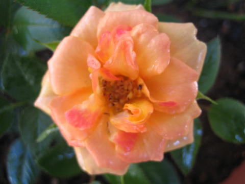 アレクサンドラ