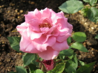 ピンクマリアナ