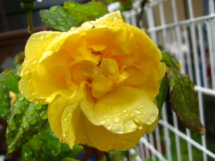 ミセスデュポン