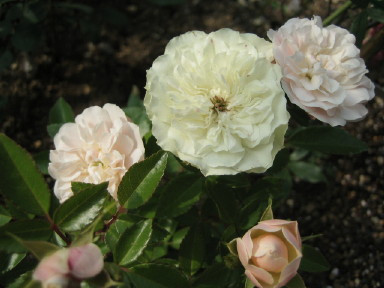 グリーン・アイス