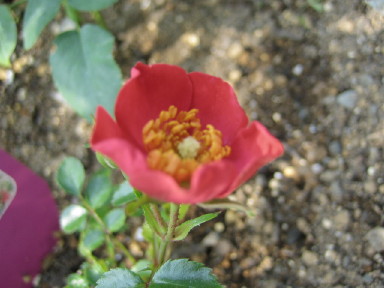 ロート・ザ・ファイリー