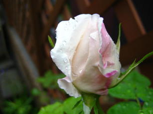 フラウ・カール・ドルシュキ