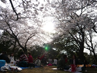 野毛山公園の桜