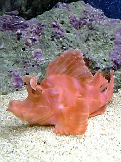 ナミダカサゴ