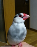 文鳥さま.JPG