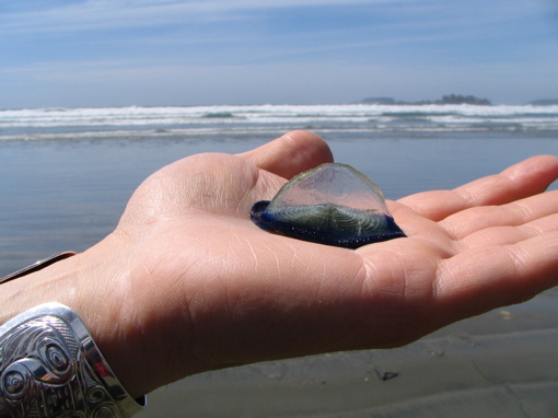 velella.JPG