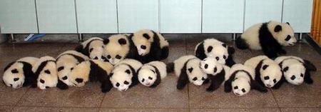 babypandas1