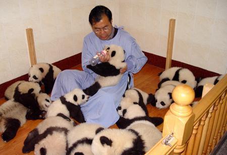 babypandas3