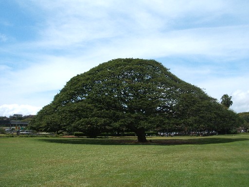 この木なんの木