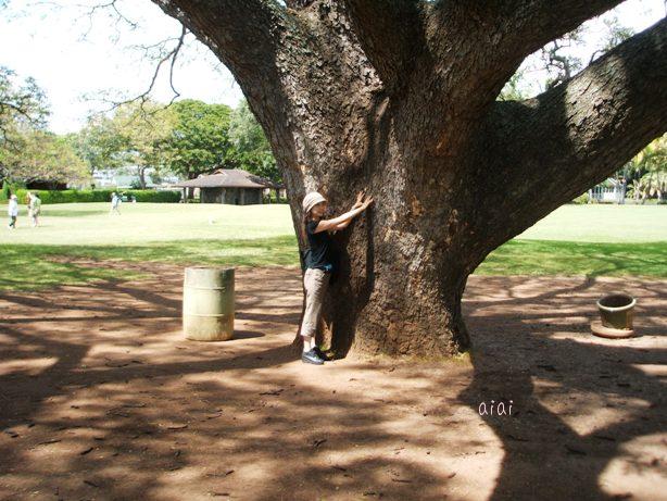 このきなんの木　幹