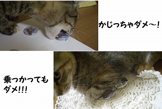 ☆1003-2猫.jpg