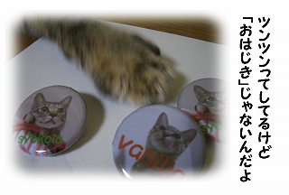 ☆1003-1猫.jpg