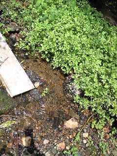 クレソンの湧き水