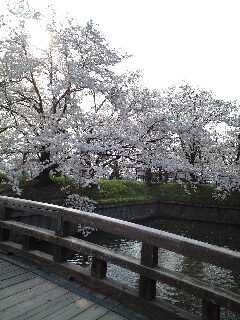 橋越しの桜