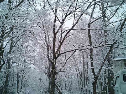 カラマツ伐採後の雪