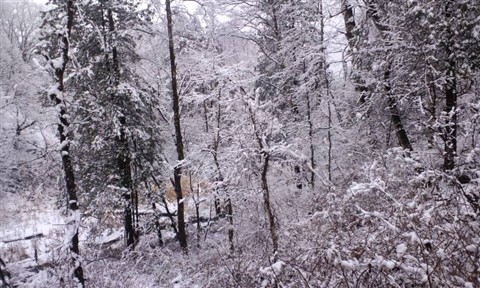 雪にこる３