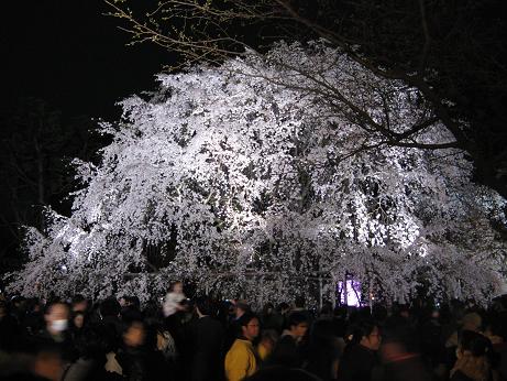 六義園　しだれ桜20080329