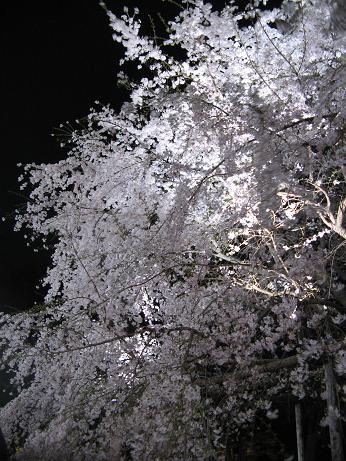 六義園　しだれ桜20080329縦